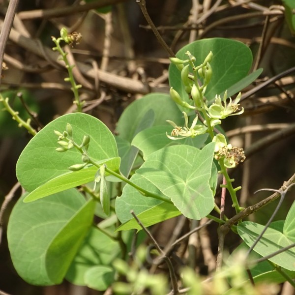 Bauhinia Racemosa - Apta Plant (Bidi Leaf Tree)